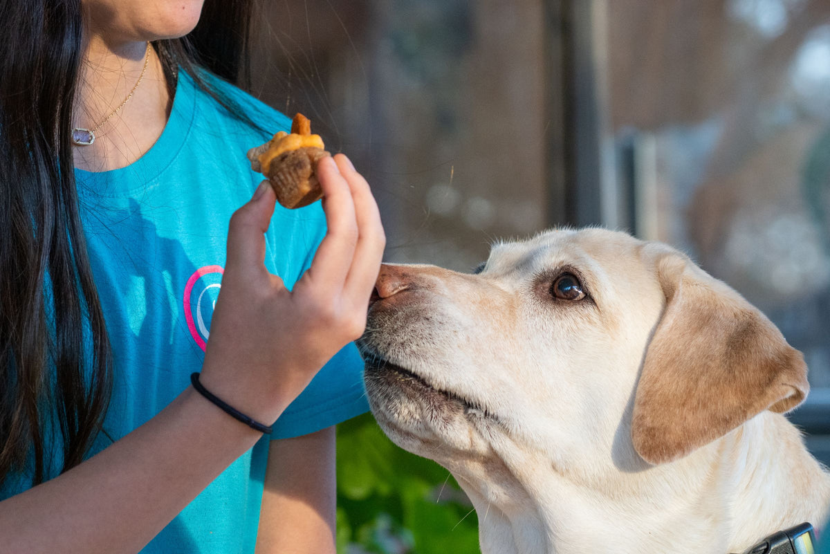Labrador z bliska przygląda się przysmakowi podawanemu z ręki