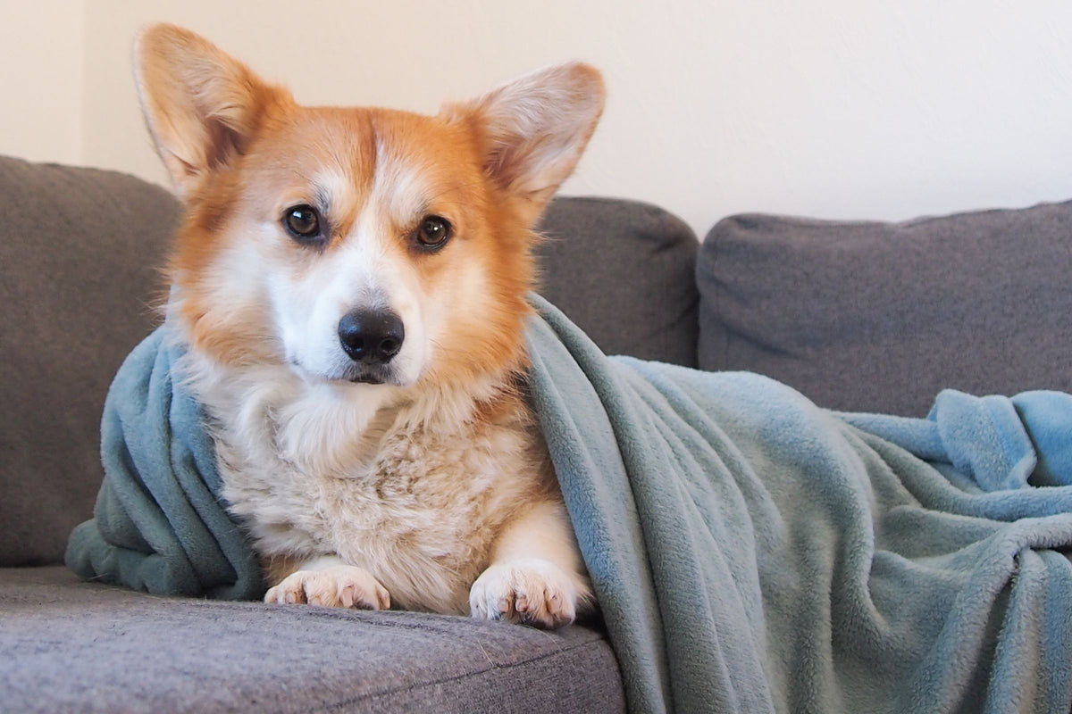 Corgi owinięty kocem siedzi na kanapie