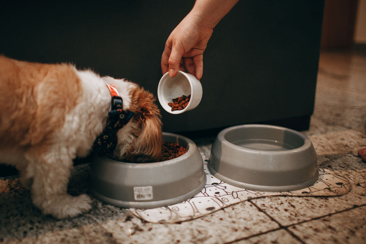 Szczeniak shih tzu je z miski, a obok ręka dosypuje karmę do drugiej miski