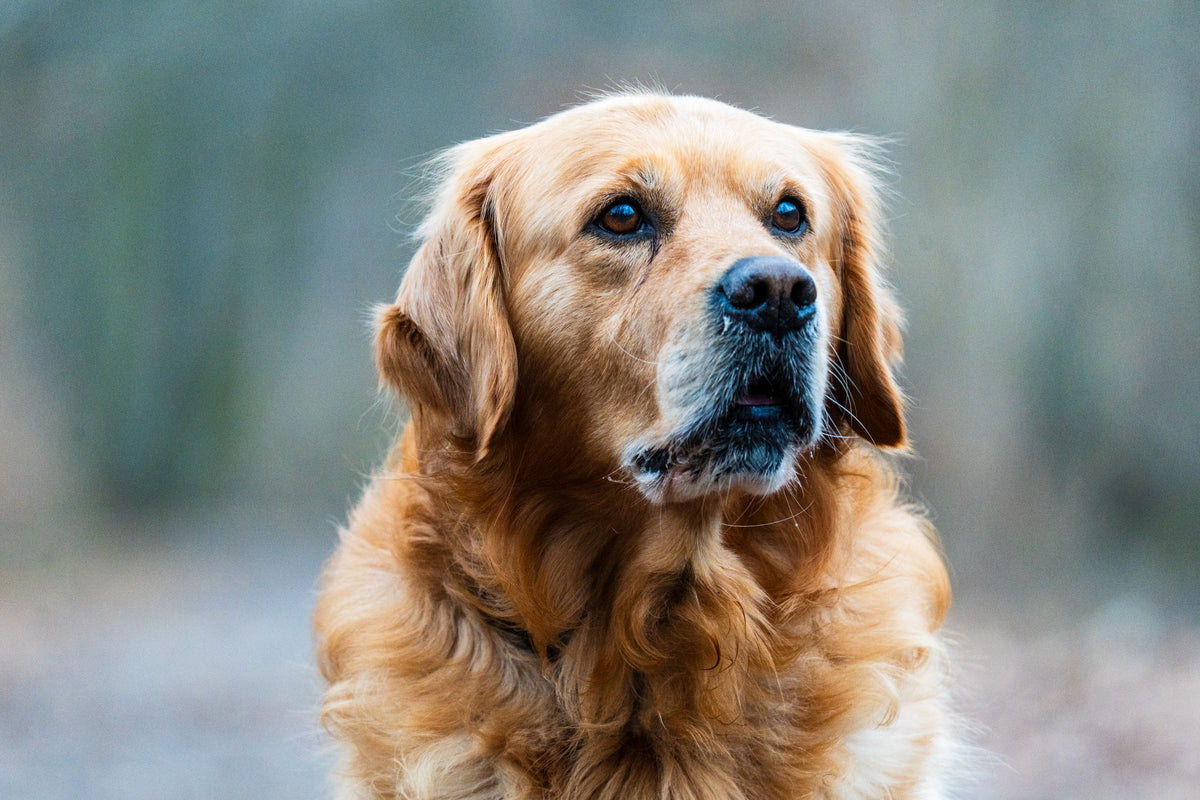 Portret golden retrievera na świeżym powietrzu
