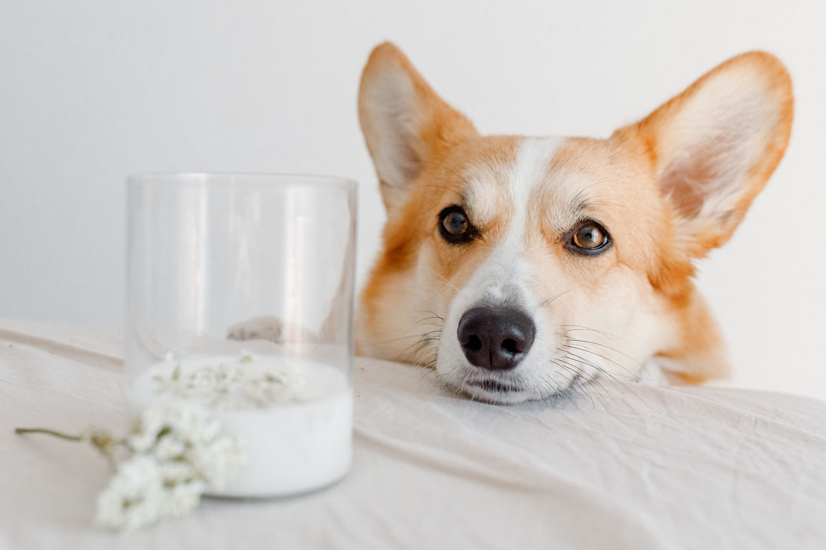 Corgi opiera głowę o blat obok szklanki mlecznego napoju