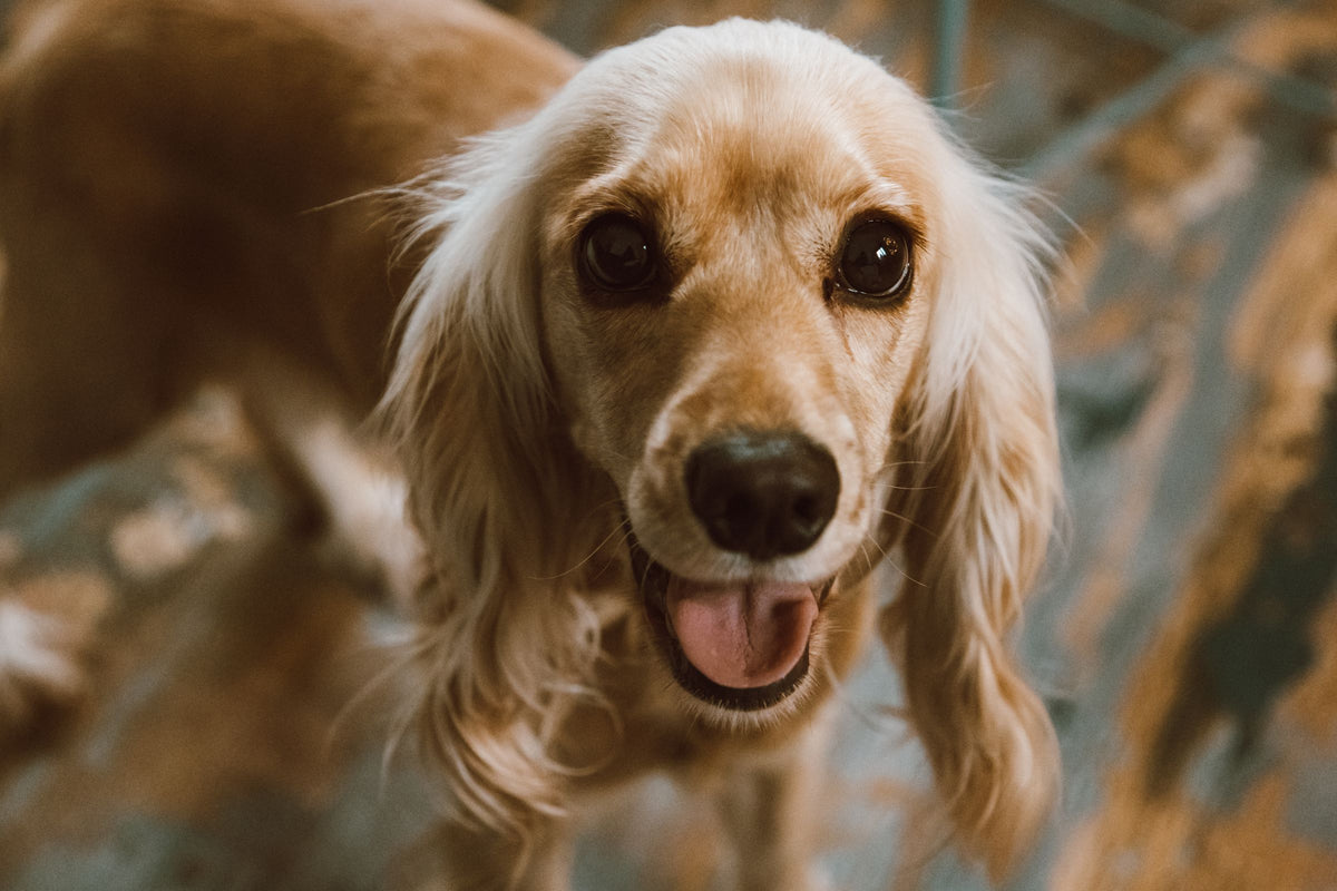 Uśmiechnięty cocker spaniel o długiej, jasnej sierści
