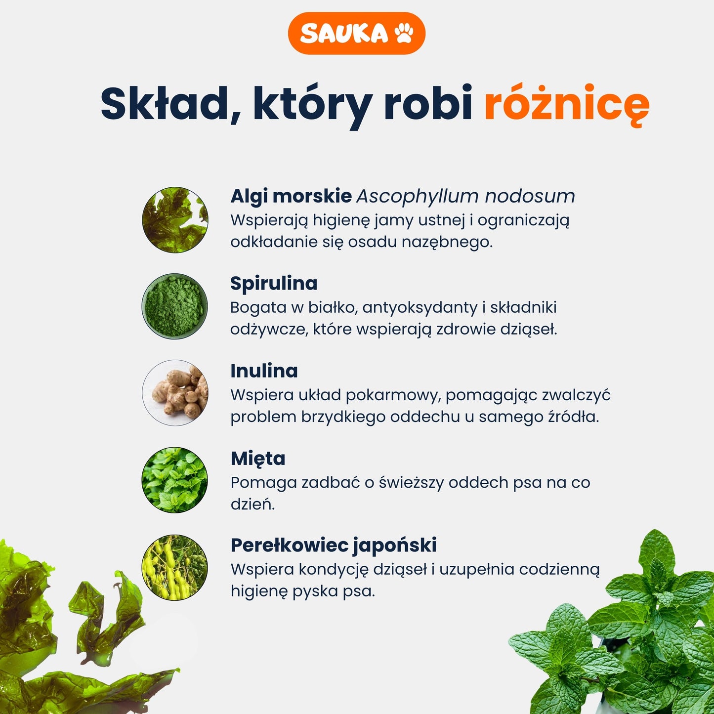 Dental+ proszek dentystyczny na zęby